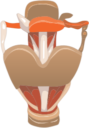 Larynx