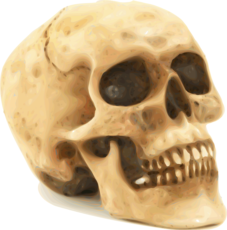 skull