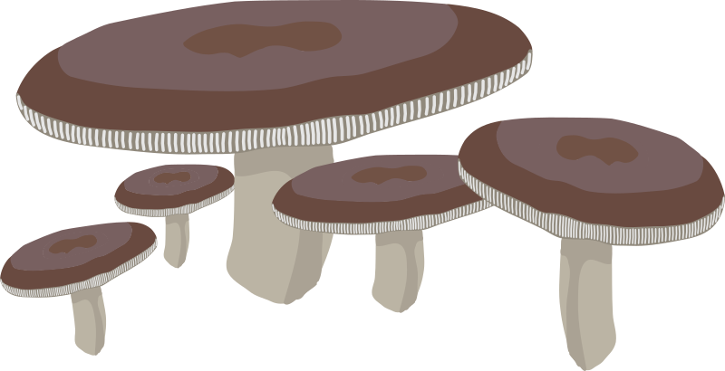 Mushrooms 1