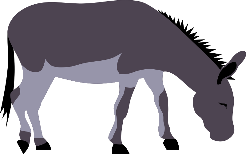 Wild donkey by Rones