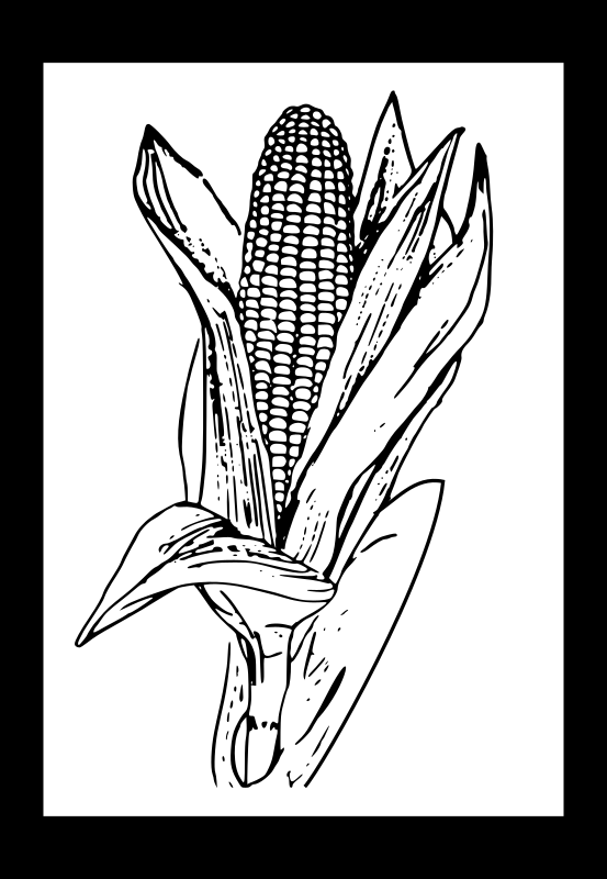 corn