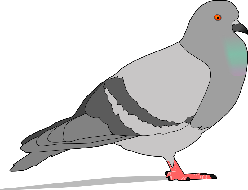 pigeon