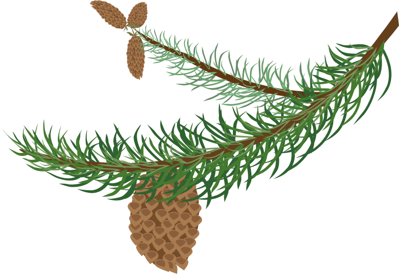 fir branch with cones