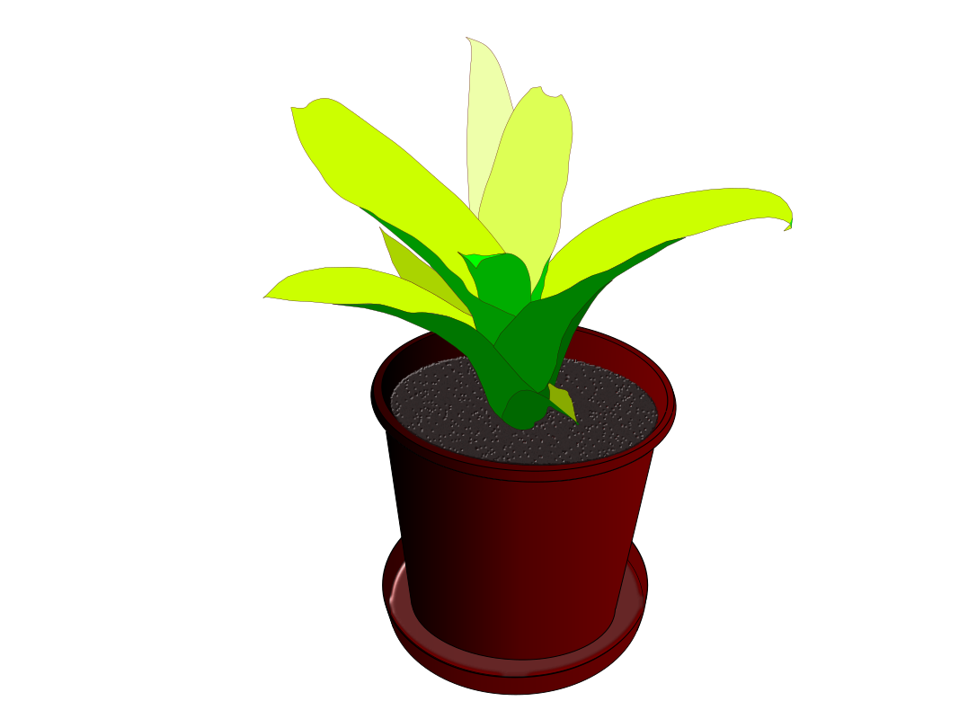 Bromeliad in a pot