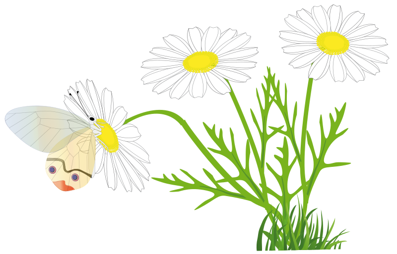 a butterfly on a daisy