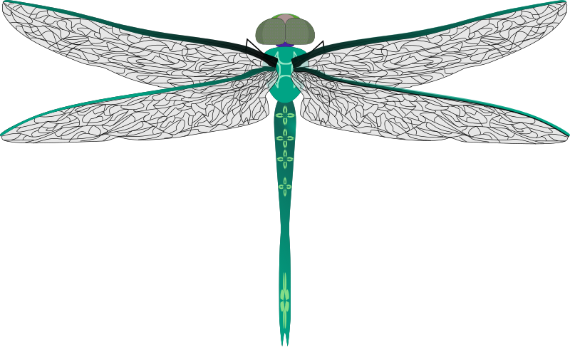 teal dragonfly