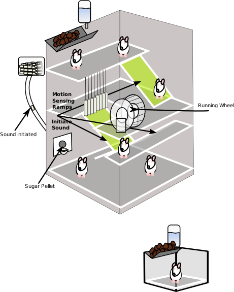 Mouse Experiment