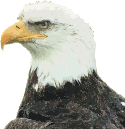 bald eagle