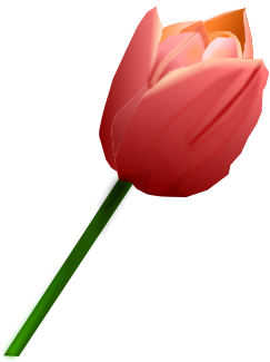 Pink Tulip