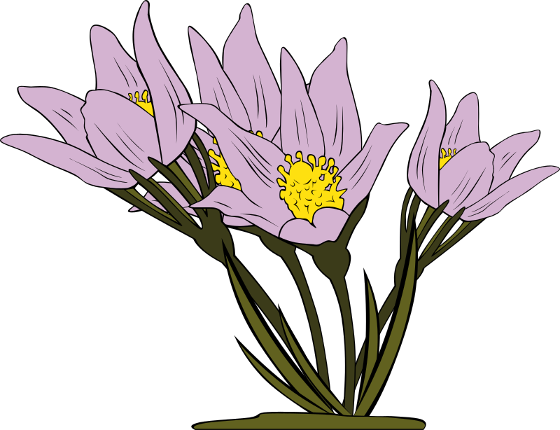 Anemone Patens