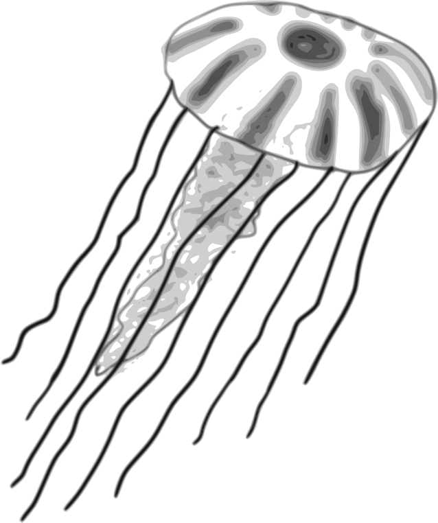 Jellyfish