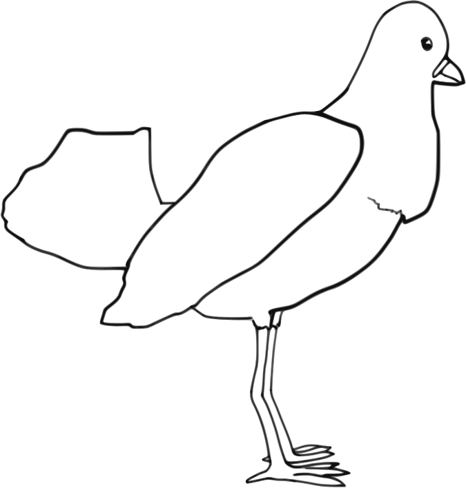 Bird (outline)