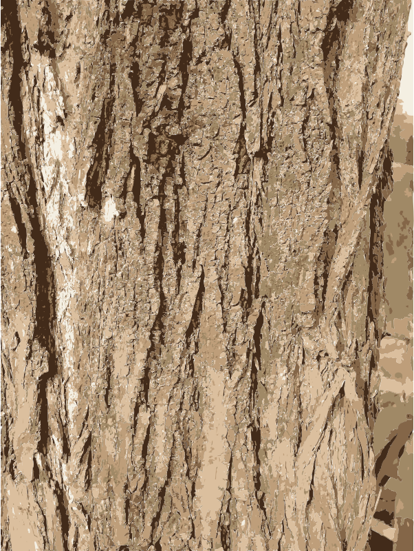 Tree bark texture