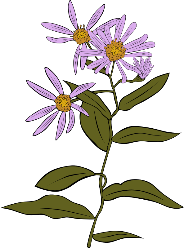 Aster Conspicuus