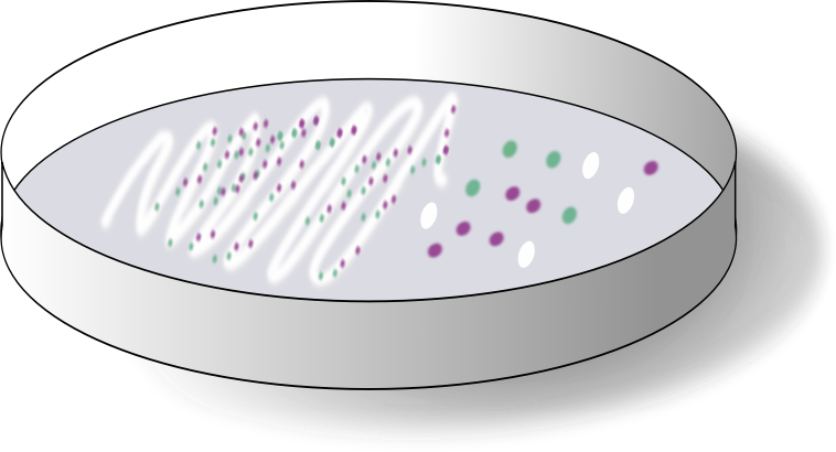 Chromogenic plate with collonies