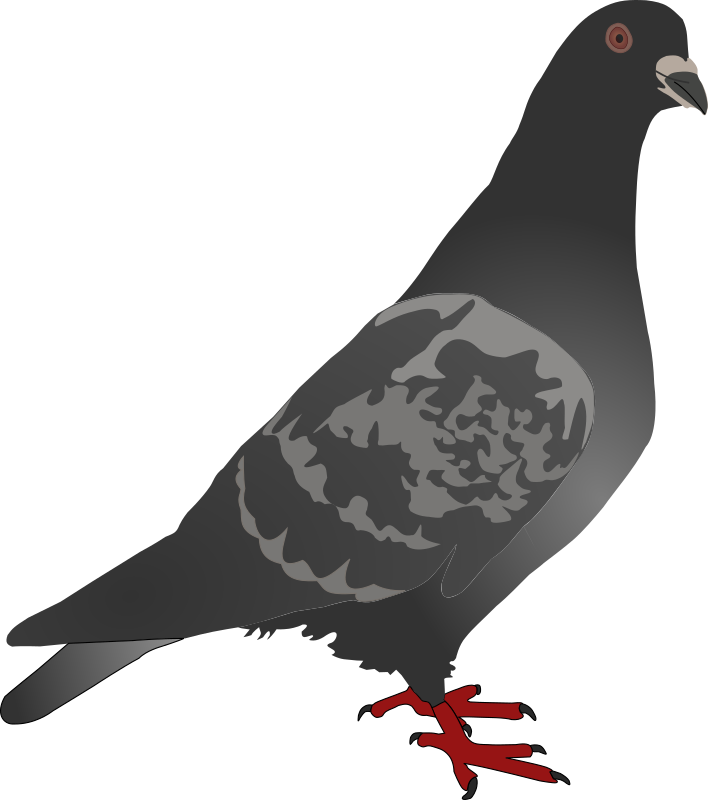 Pigeon