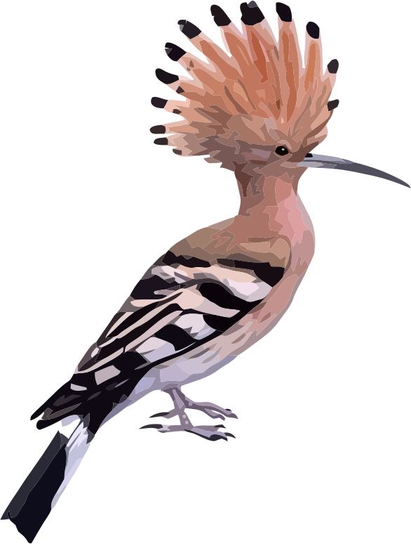 hoopoe