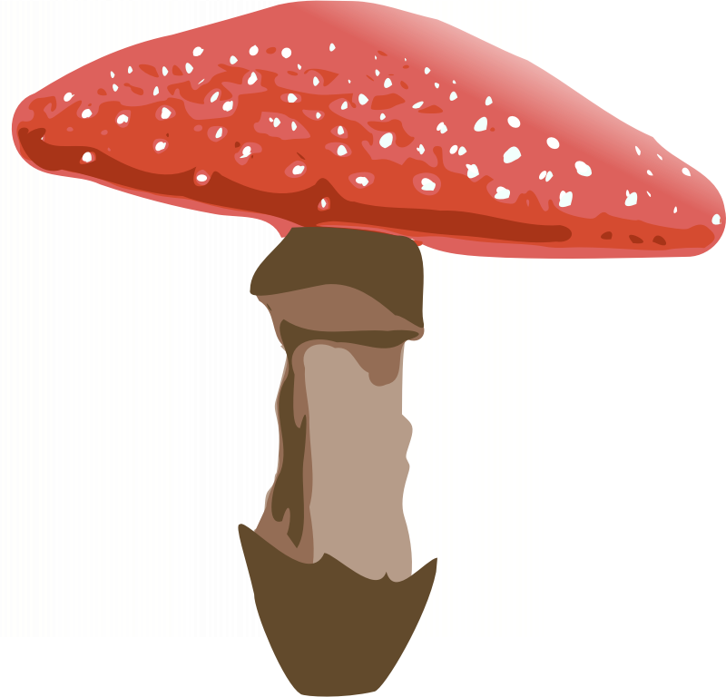 Amanita muscaria