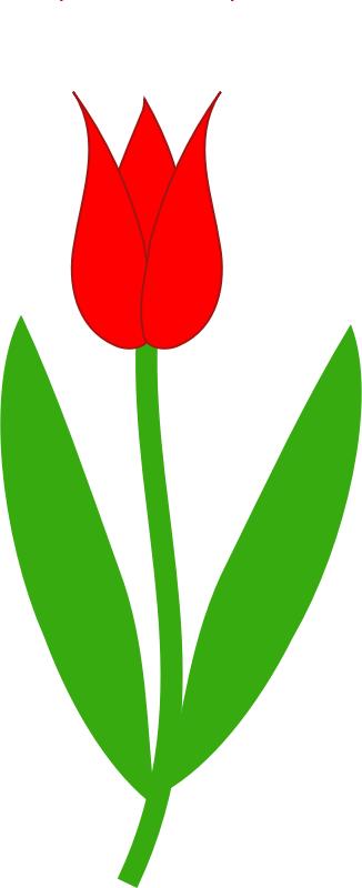 Red Tulip