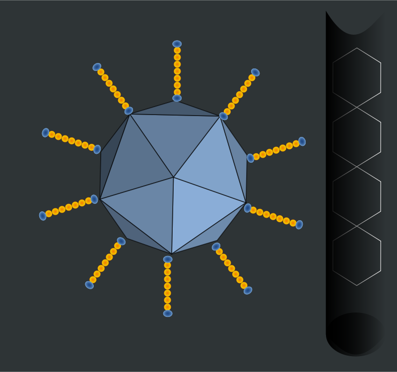 adenovirus