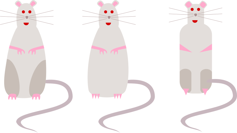 rat