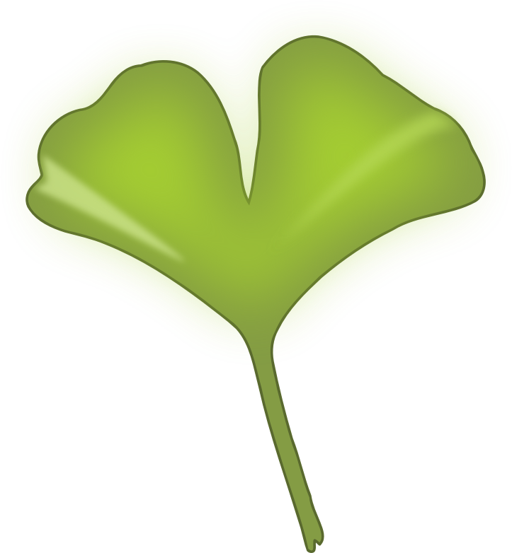 ginkgo biloba leaf