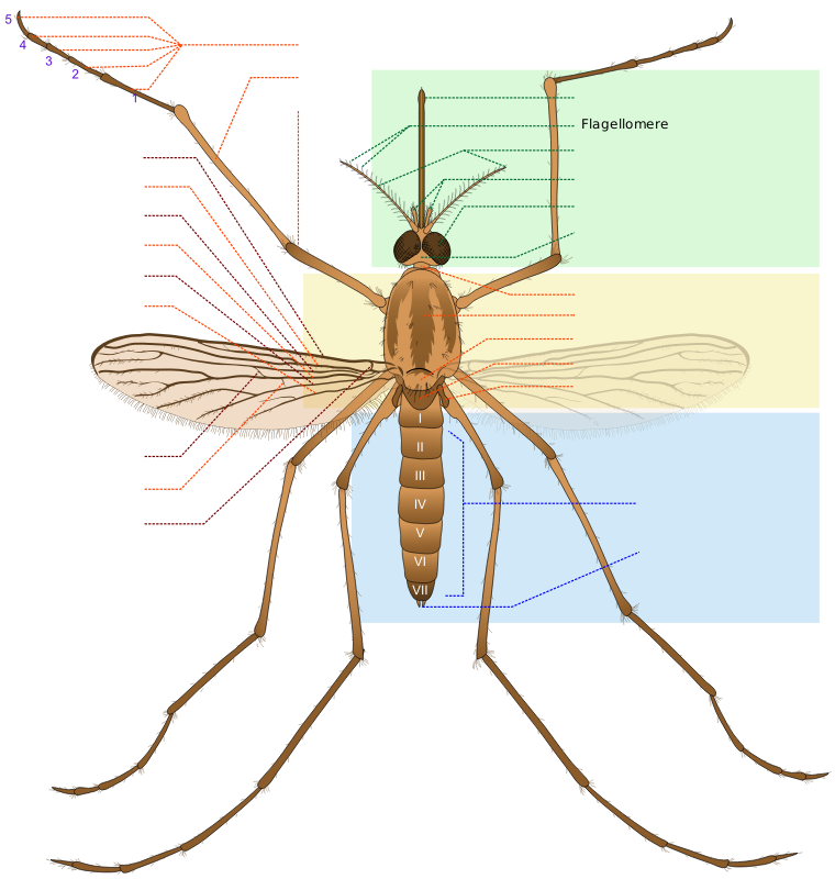 Mosquito parts EN