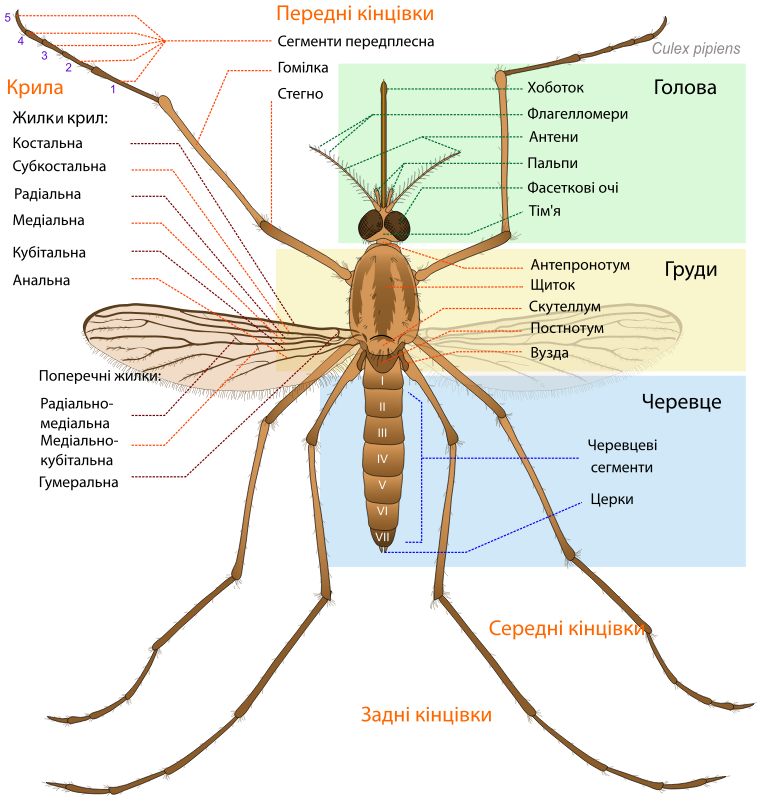 Mosquito parts UA