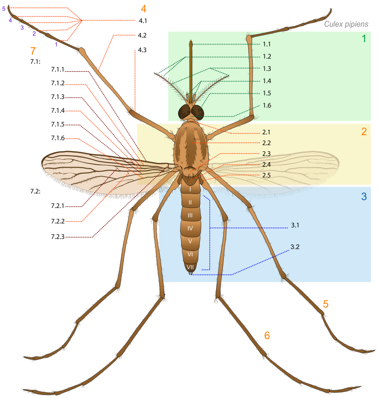 Mosquito parts