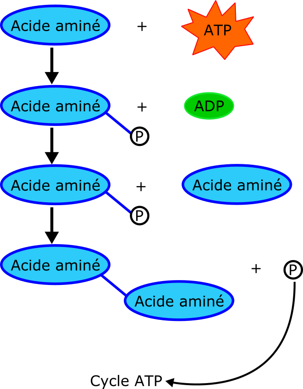 proteine