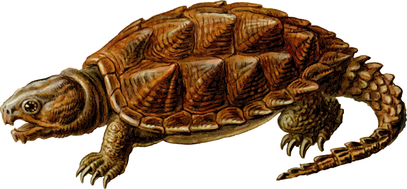 Prehistoric Turtle 1