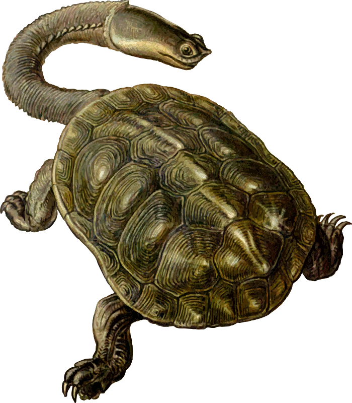 Prehistoric Turtle 2