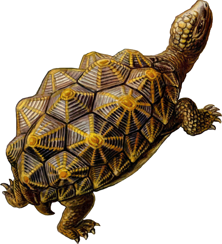 Prehistoric Turtle 3