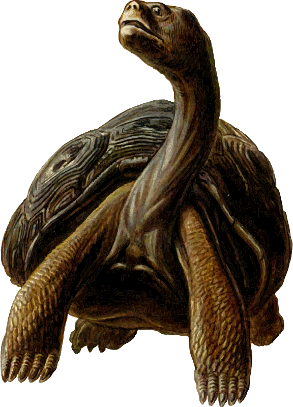 Prehistoric Turtle 4