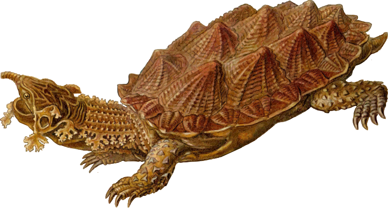 Prehistoric Turtle 5