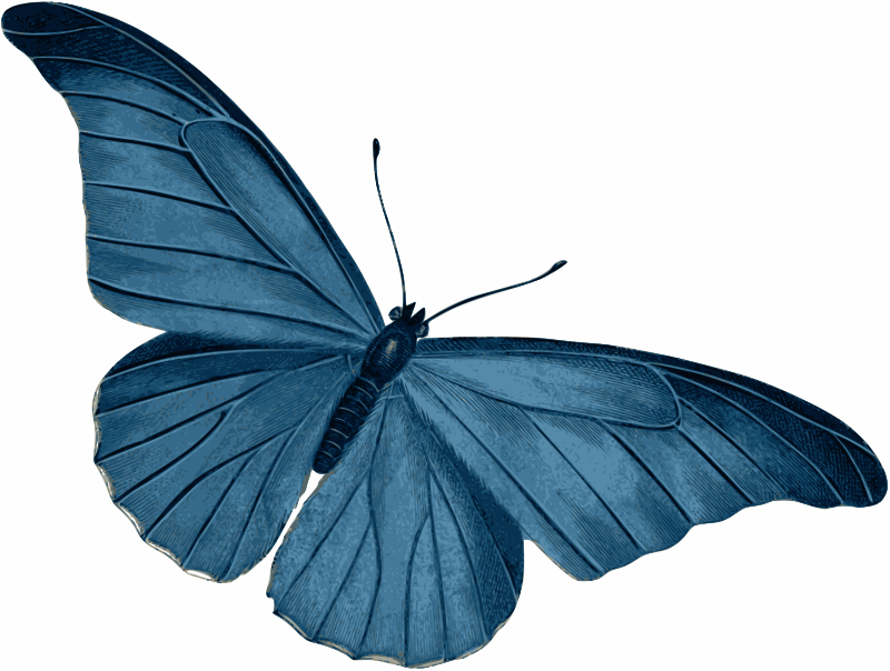 Blue Butterfly