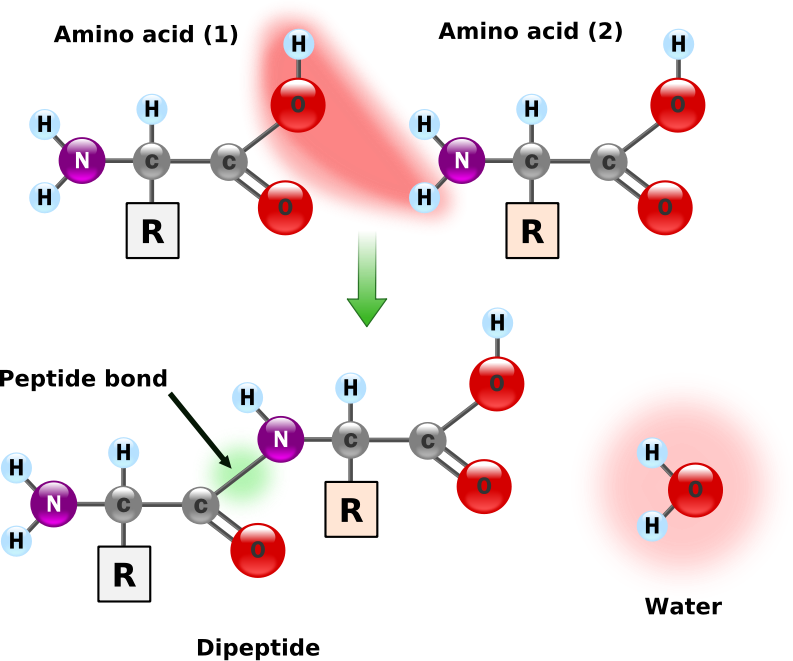 Peptide Bond Formation