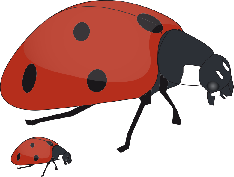 ladybug