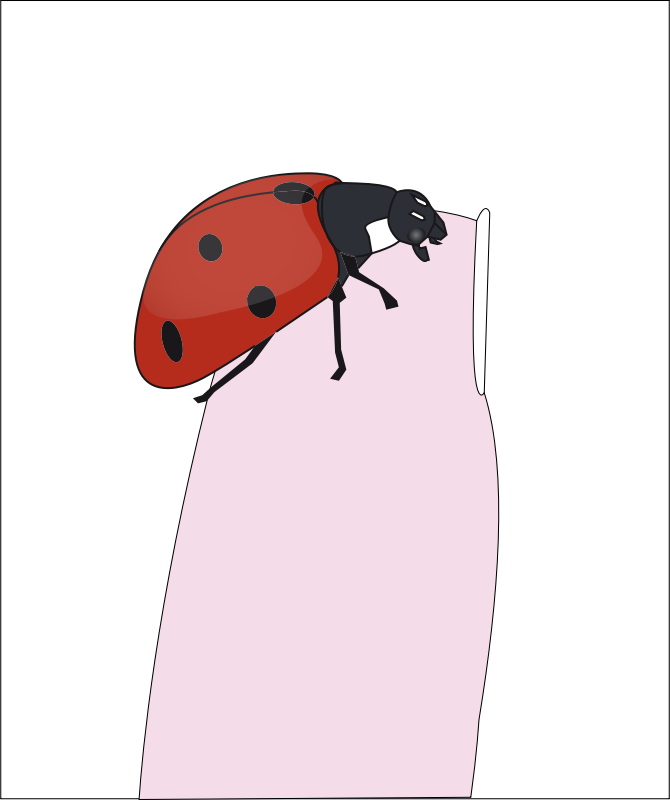 ladybug