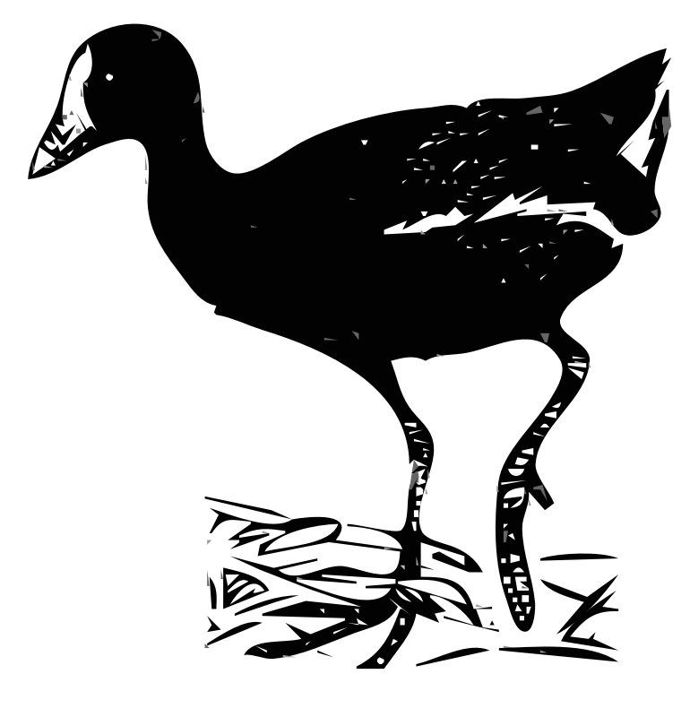 Gallinule Bird