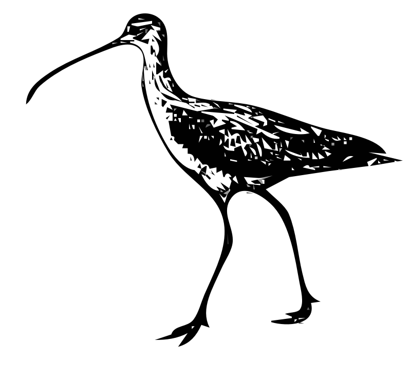 Longbilled Curlews 1