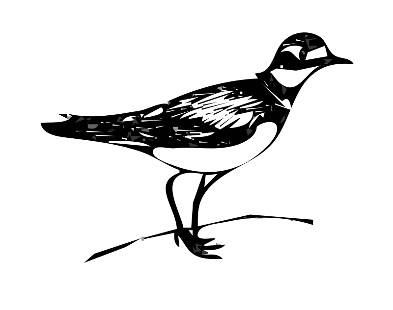 killdeer bird