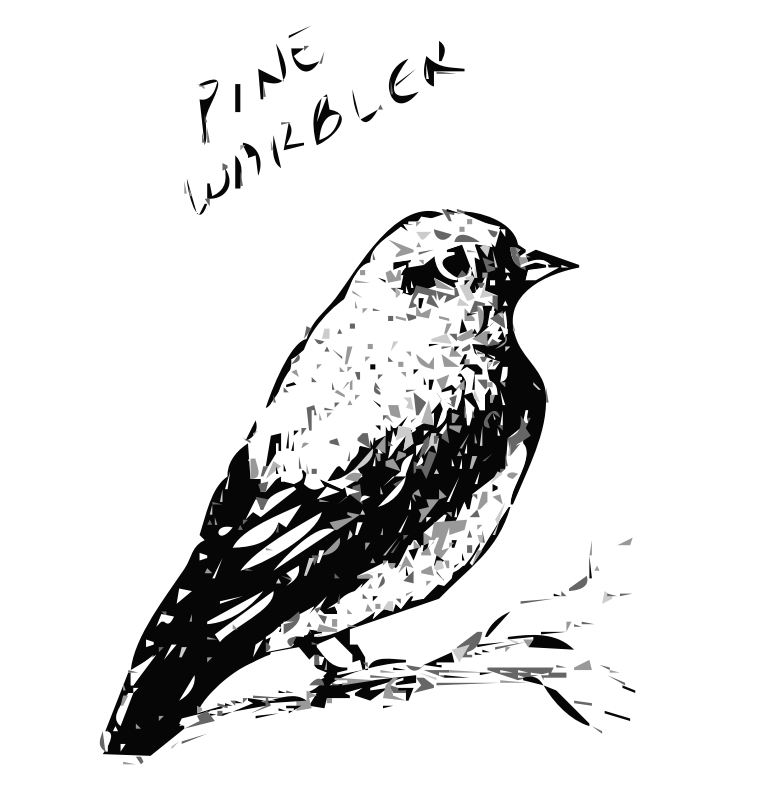 Pine Warbler Bird