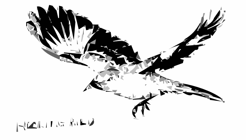 Mockingbird Bird