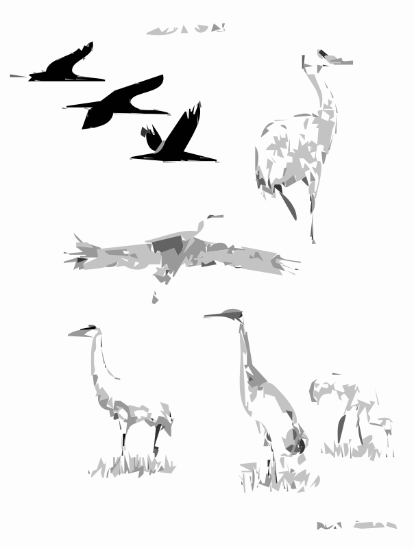 Sandhill Cranes