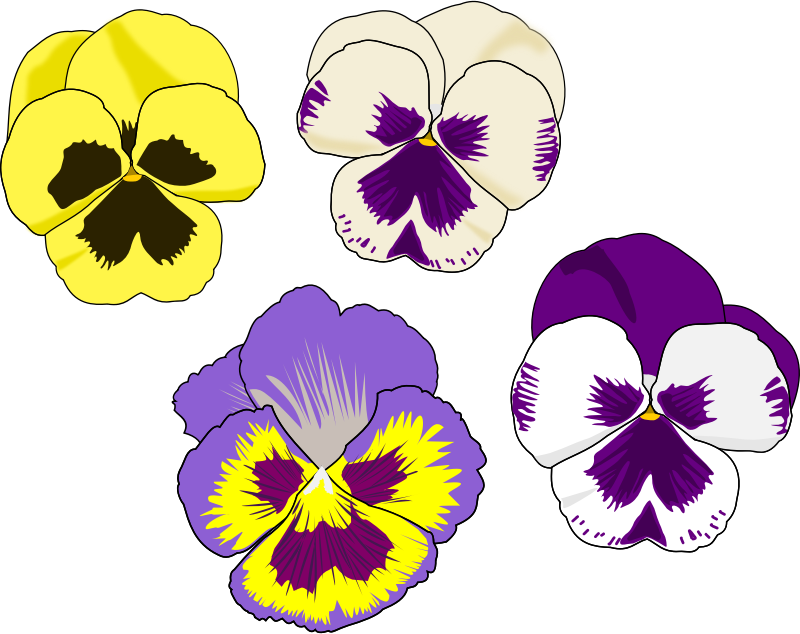 Pansy Selection