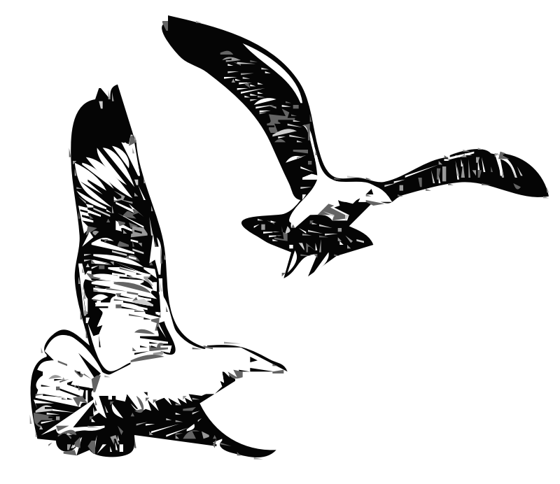 Herring Gulls 1