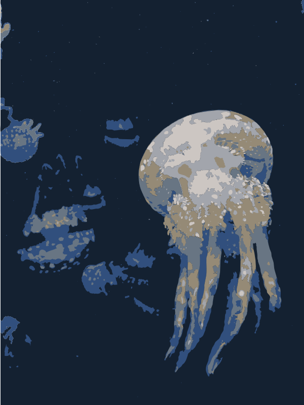 Jellyfish