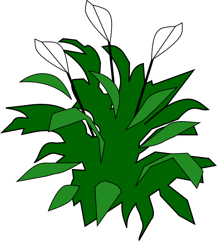 Spathiphyllum