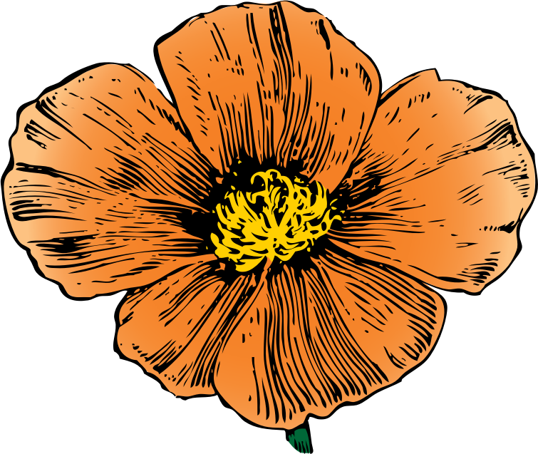 California Poppy